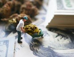 How Can Day Traders Profit from Marijuana Stocks